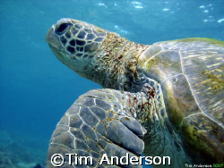 turtle on flinders reef by Tim Anderson 